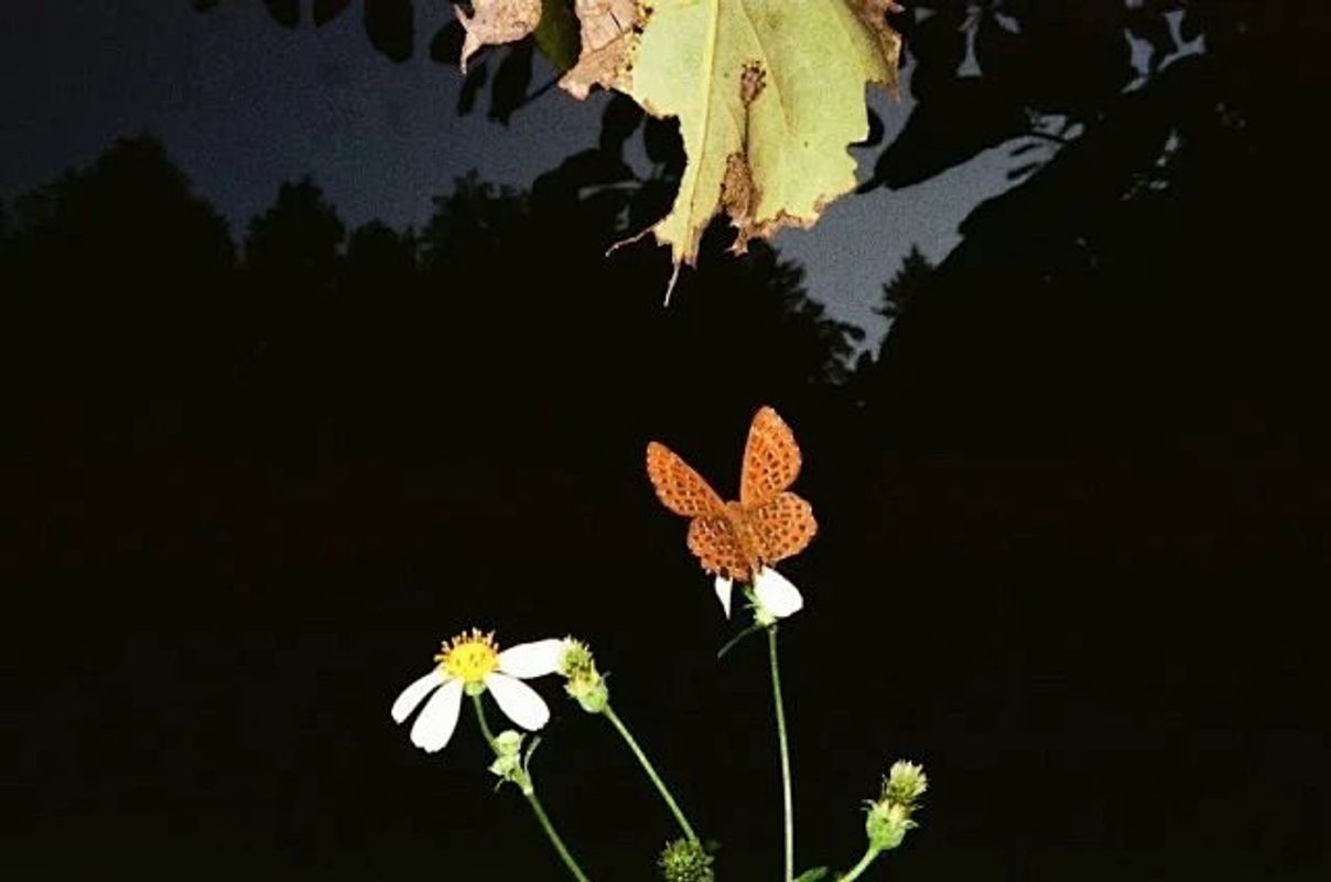 Image preview for Touch 214 - 35