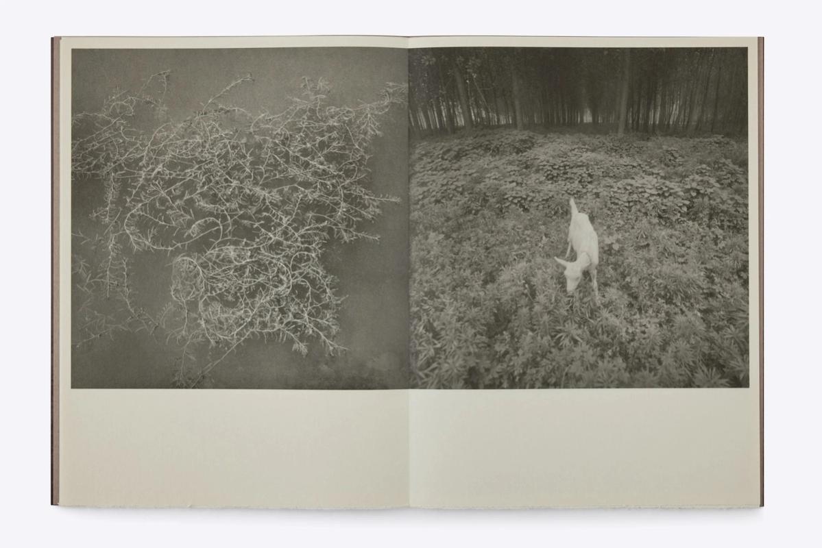 Image preview for Odes: A Journey Through The Poetry of Mountains and Rivers | 塔可：诗山河考 - 4