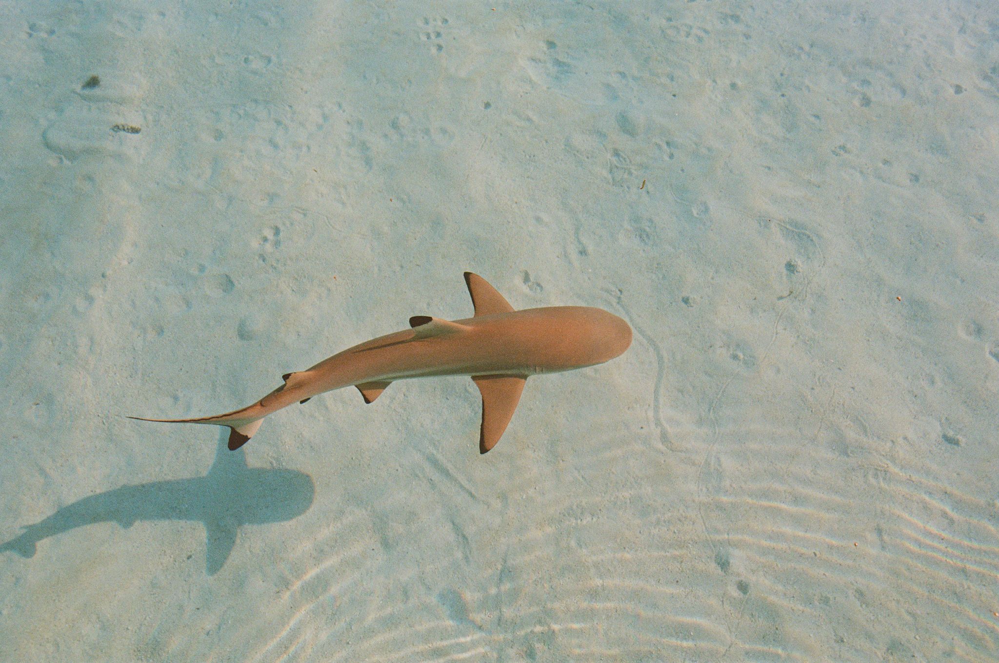 Initiation à l'apnée