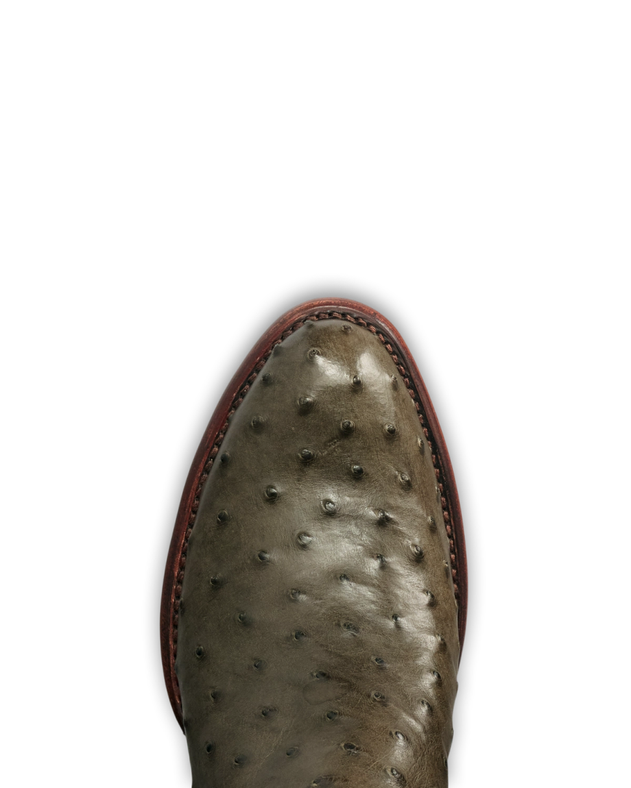 Toe view of The Wyatt - Dark Forest Ostrich on plain background