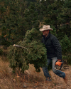 Man in cowboy hat carrying a cut evergreen tree and a chainsaw through a grassy area. Forest in the background.