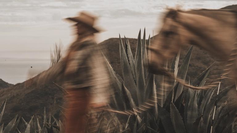 A blurred person in a hat walks alongside a horse through tall agave plants with hills and cloudy sky in the background.