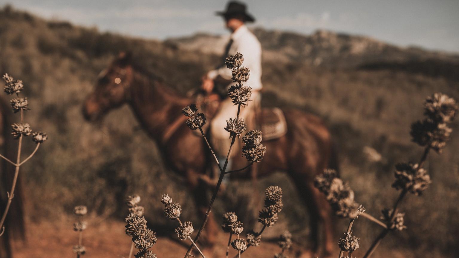 A person wearing a hat rides a horse along a dirt path, with dry wildflowers in sharp focus in the foreground and hills in the background.
