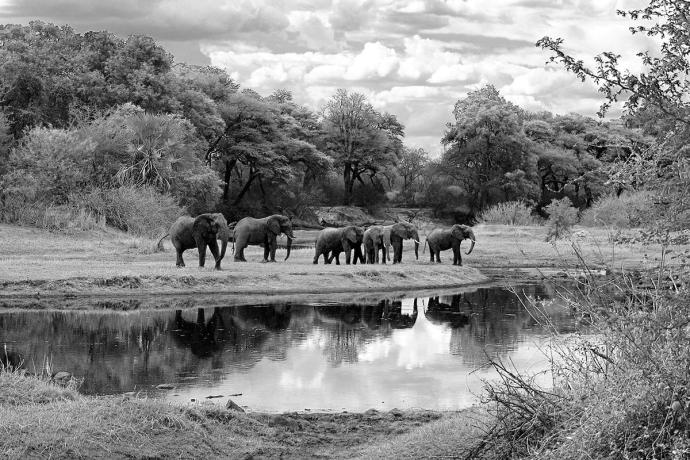 elephants in a herd in a field