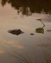 A crocodile's head is partially submerged in calm water near a floating lily pad, with reflections of trees and sky visible on the surface.