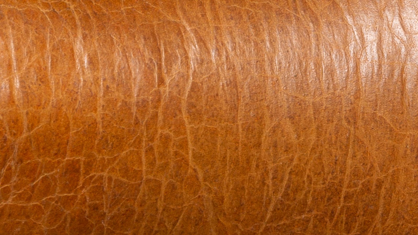 Pebbled Bison Belt in Chocolate Leather main image 0