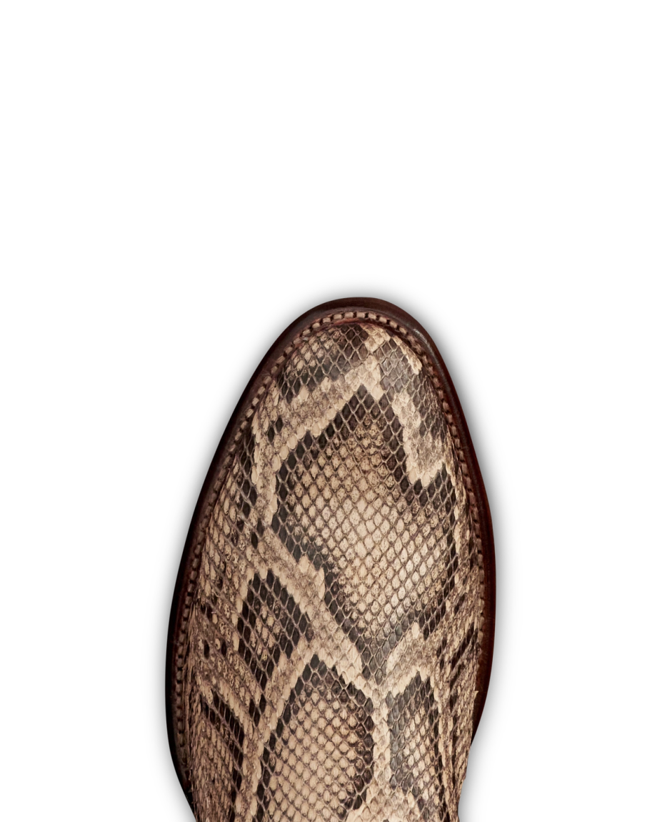 Toe view of The Dean - Mangrove Invasive Python on plain background