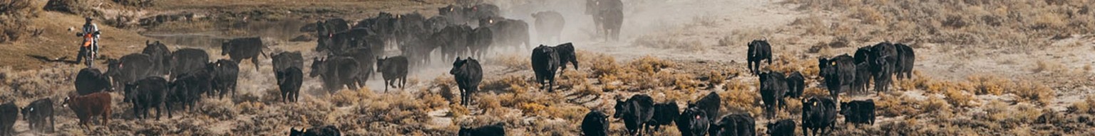 A herd of cattle in the desert.
