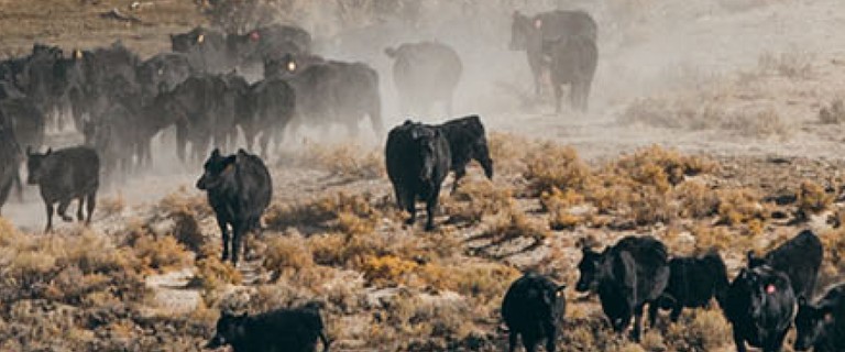 Herd of cattle in the desert land