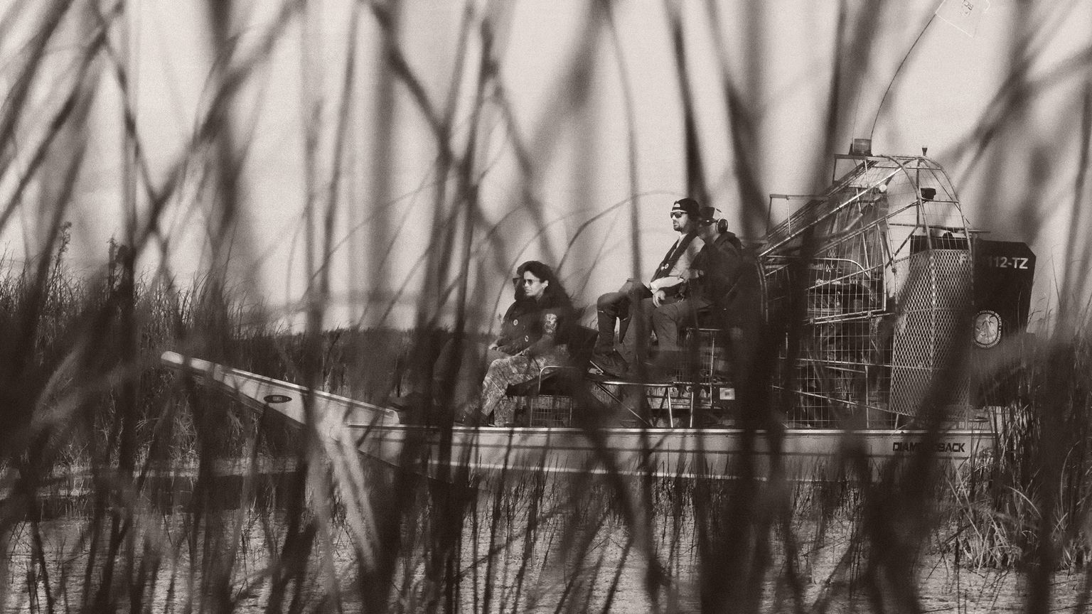 Four people sit on an airboat moving through tall reeds in a marshy area, viewed partially obscured by the grass in the foreground.