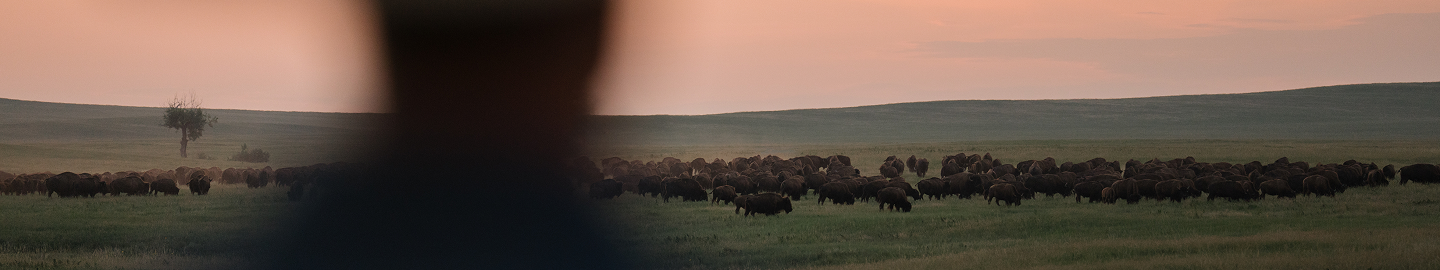 A large herd of bison grazes on grassy plains at sunset, with a lone tree in the background and the blurry silhouette of a person in the foreground.