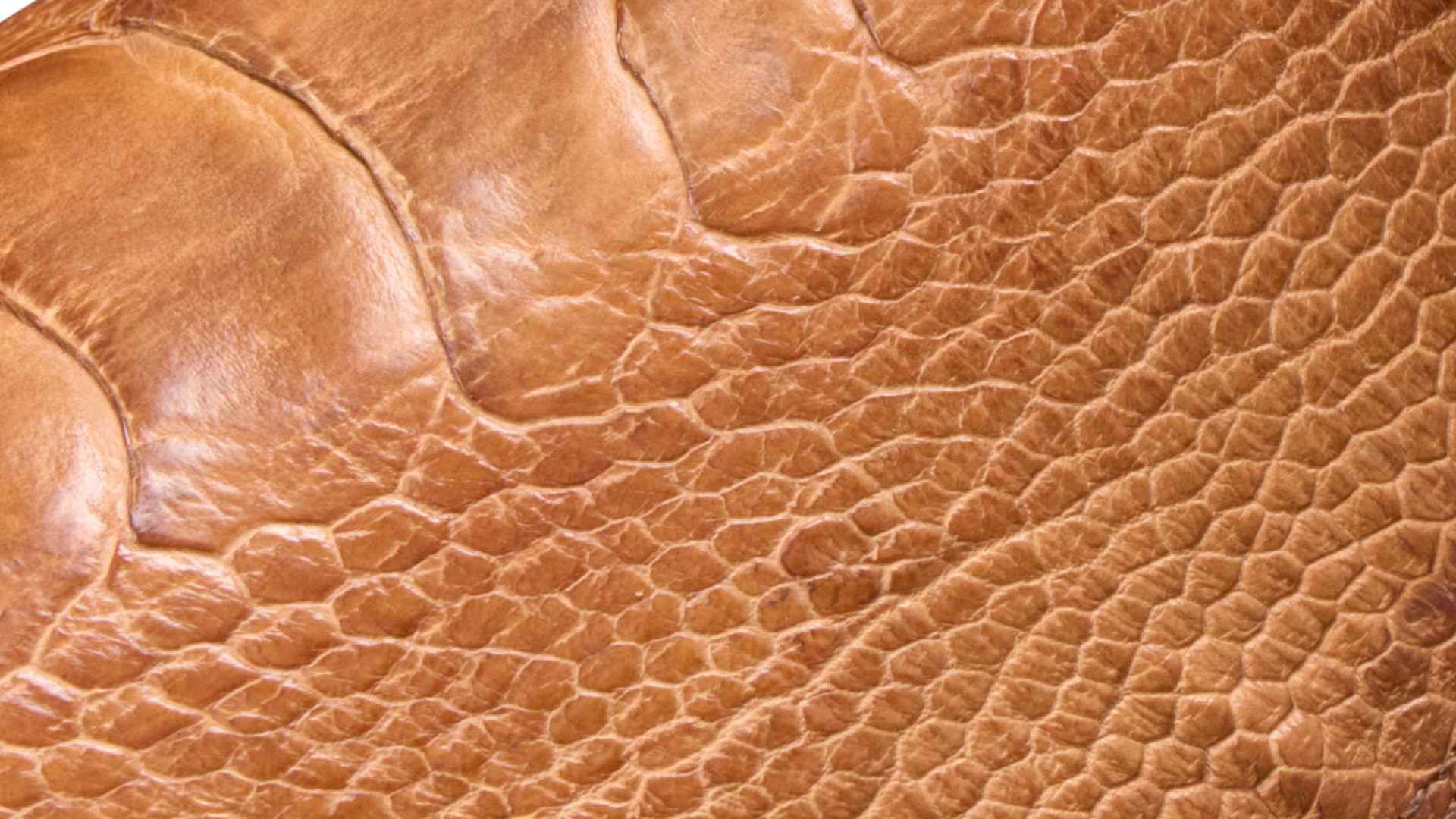 Closeup of Ostrich Leg Material 