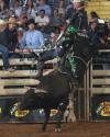 A bull rider in gear holds on as the bull bucks in a rodeo arena, with spectators and event staff watching from behind the fence.