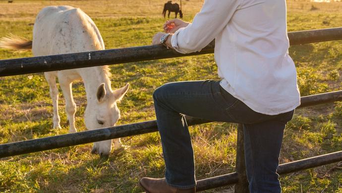 Man leaning on fence next to cows
