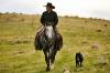 man on a horse in a field with a dog beside them