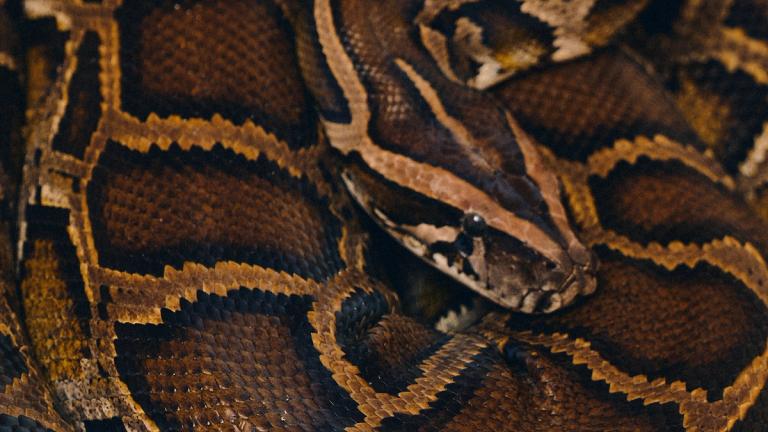 Close-up of a brown and black patterned snake coiled up, showing textured scales and head partially visible.