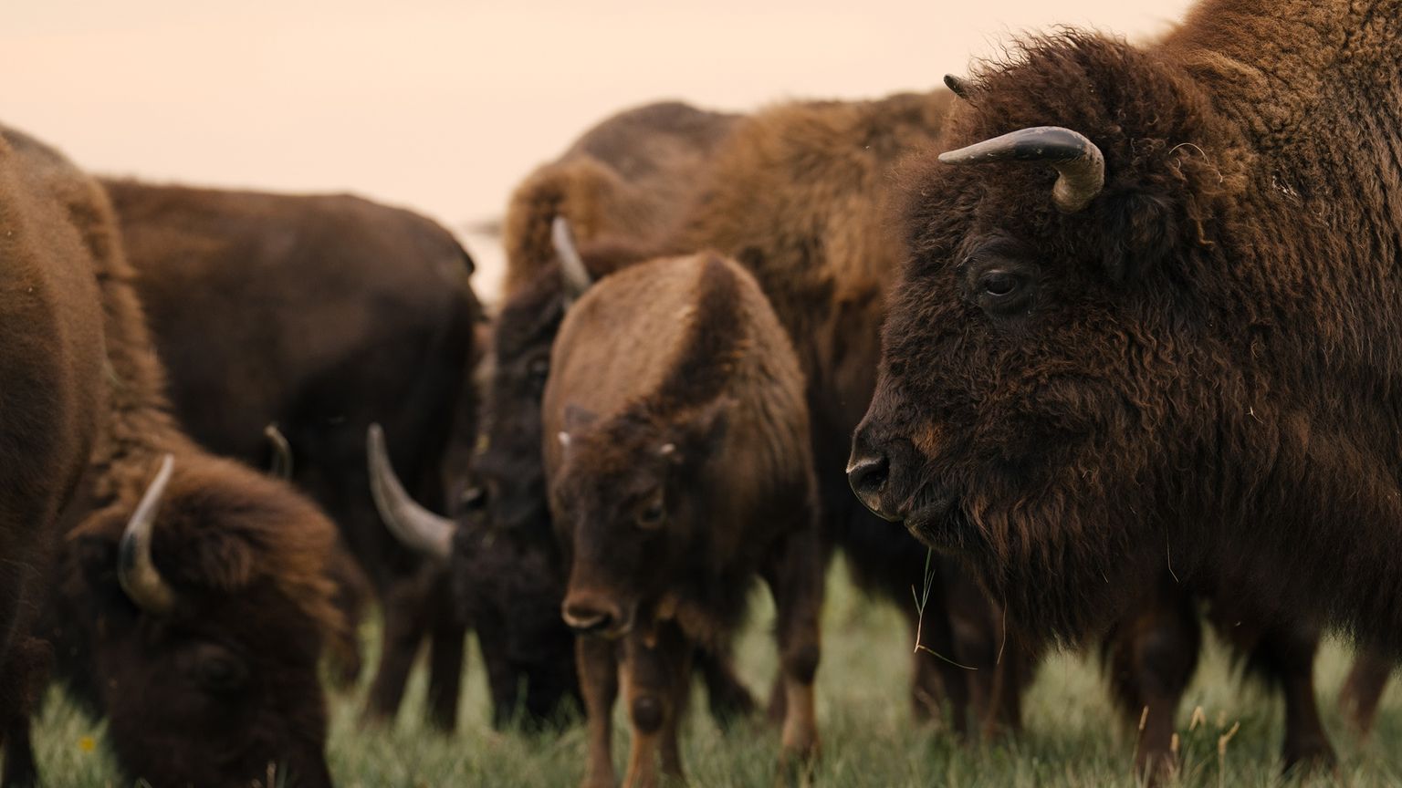 A herd of American bison stands closely together on grassy terrain, with one bison prominently facing the camera.