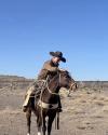 A person wearing a cowboy hat and jacket rides a brown horse in a dry, open landscape under a clear blue sky.