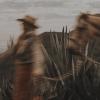 A blurred person in a hat walks alongside a horse through tall agave plants with hills and cloudy sky in the background.