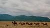 a line of mules in a field