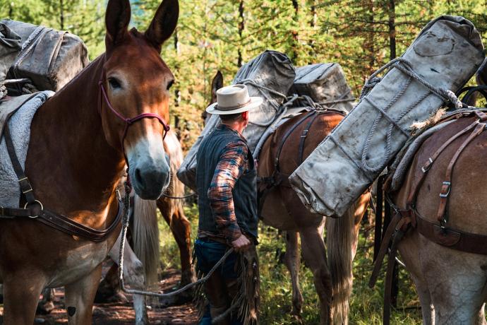 man with several mules