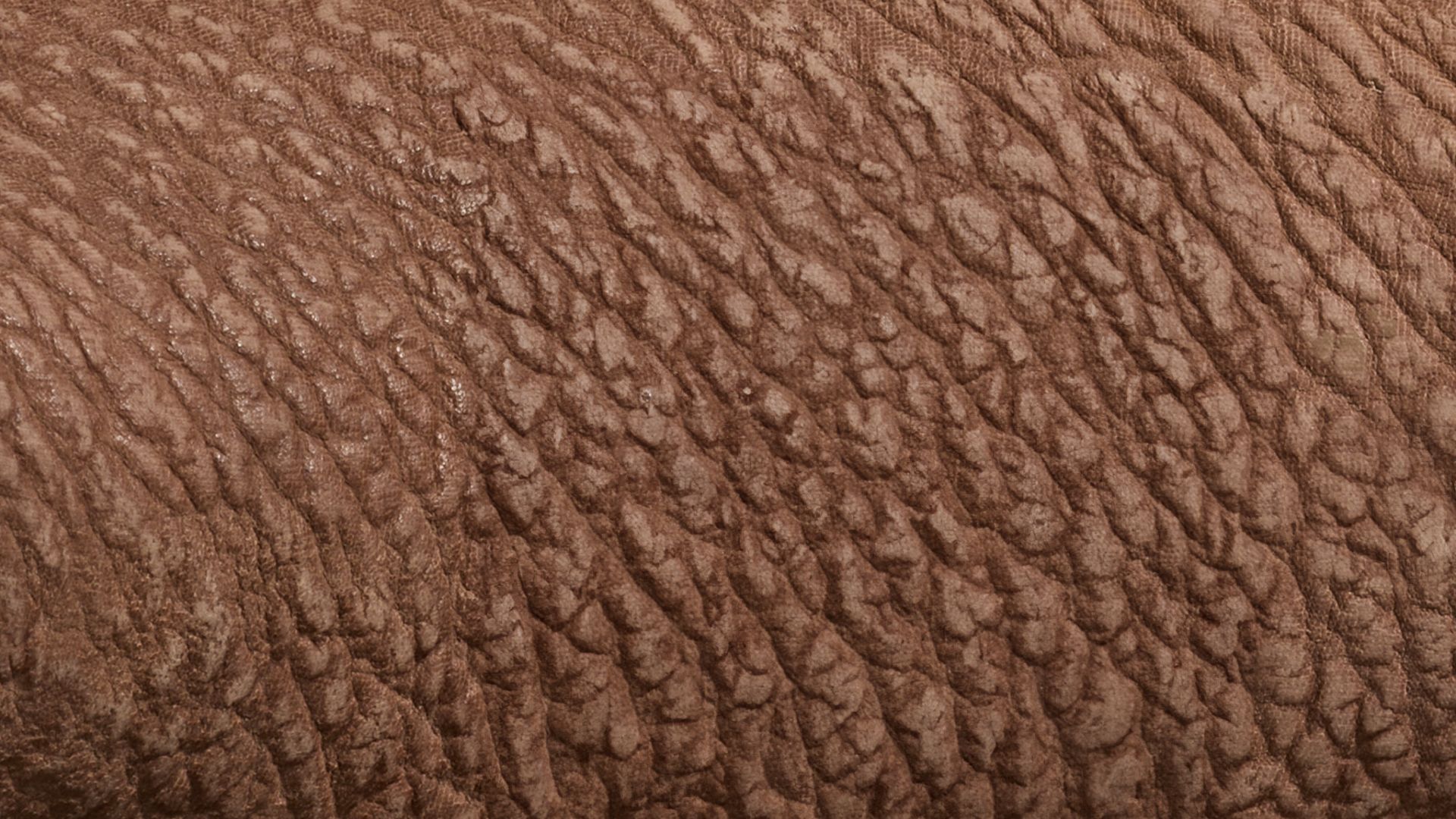 Close-up image of brown Shark hide.