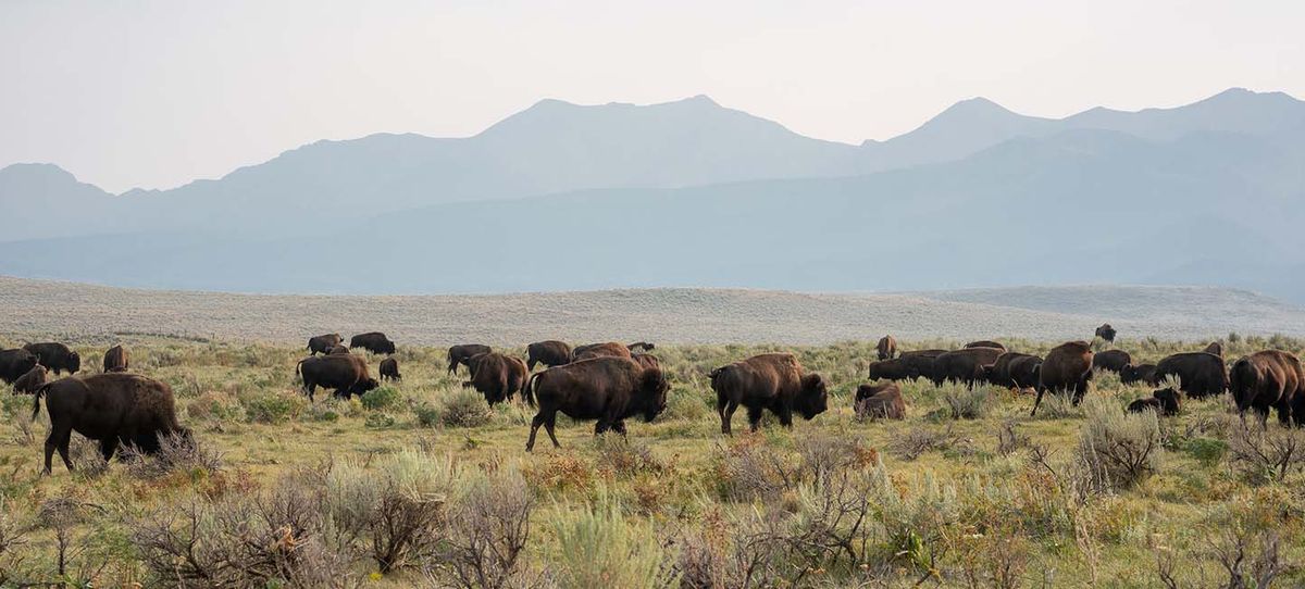 Not the Cow but the How: Bison ranching in southwest Montana | Tecovas