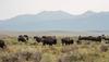 a herd of bison in a field