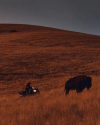 A person on an ATV rides near a bison on a grassy hill at dusk.