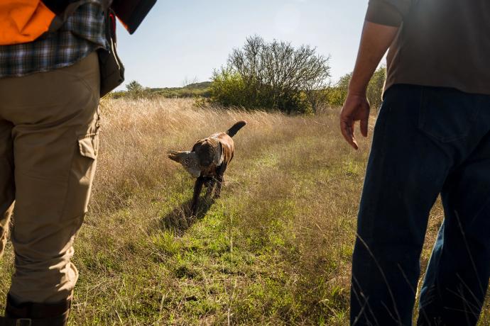 hunting dog brings a hunted prey