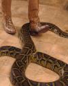 A person wearing snake-patterned cowboy boots stands next to a large brown and yellow python on a tiled floor.
