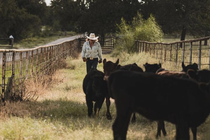 man hearding a group of cows