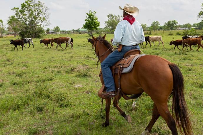 cowboy on a horse