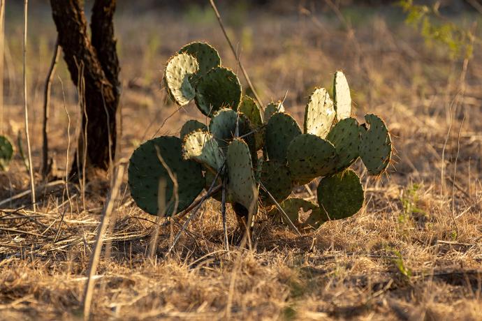 cactus in a field