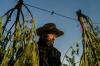 man between bushels of hemp