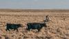 view of cowboy riding in the desert