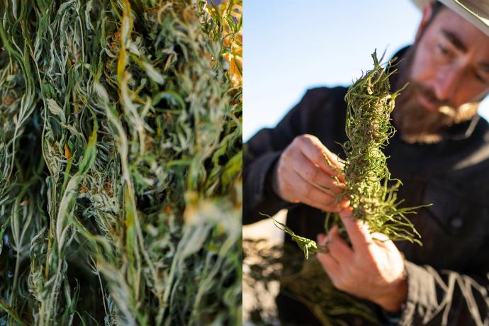 man inspecting plants