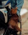 Close-up of a person wearing blue jeans and brown cowboy boots with a chain bracelet, sitting on the footpeg of a dirt bike.