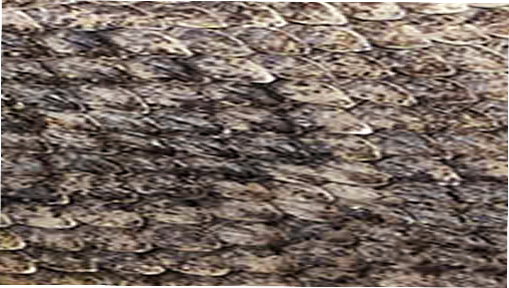 Close up image of Back-cut and Belly-cut Python leather.