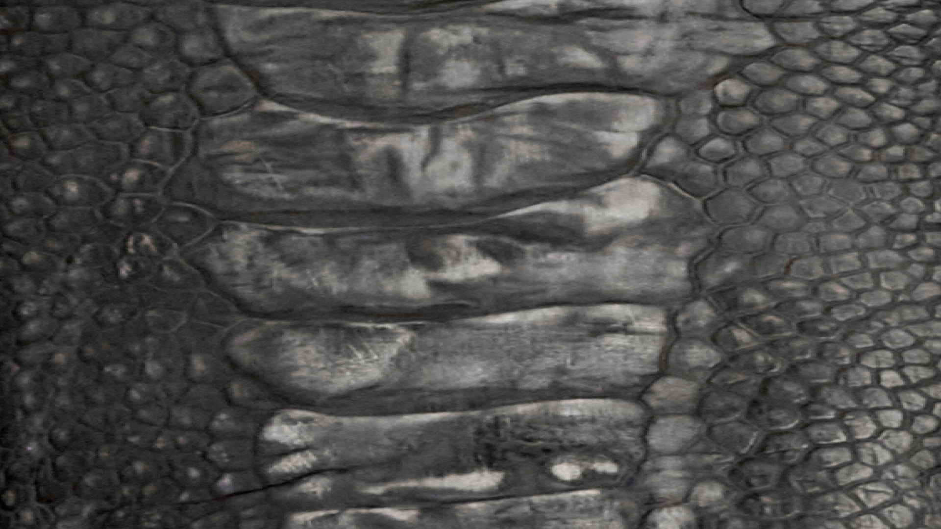 Close-up view of textured reptile skin with a pattern of large, irregular scales and smaller, hexagonal scales in shades of gray.