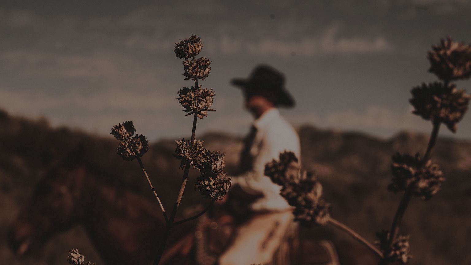 Dried wildflowers in sharp focus in the foreground; a person wearing a hat riding a horse is blurred in the background against a landscape.