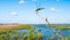 Dragonfly, water, sky