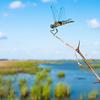 Dragonfly, water, sky