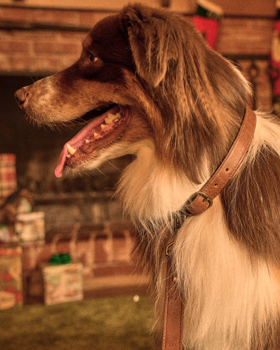 Closeup detail view of Leather Dog Collar - Cognac