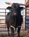 A black bull with white markings stands in a metal pen, tagged on both ears, facing the camera.