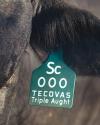 Close-up of a teal ear tag on a black cow, labeled "Sc 000 TECOVAS Triple Aught.