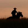 A silhouette of a person in a cowboy hat riding a horse through tall grass at sunset.