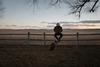 man on a fence with a dog