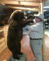 A man in a cowboy hat poses as if fighting with a life-sized taxidermy bear inside a rustic, wood-paneled building.