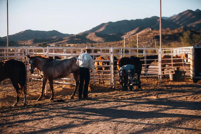 horses in a corral